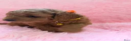 Cockapoo dogs for sale: Cockapoo and toy poodle hybrid puppies brown 🤎🟤 - Advert 2
