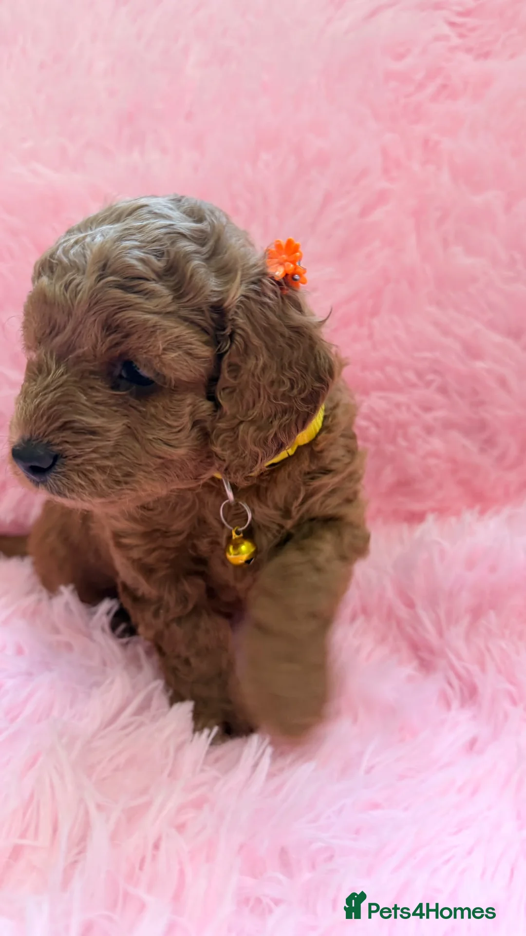 Cockapoo dogs for sale: Cockapoo and toy poodle hybrid puppies brown 🤎🟤 - Advert 2