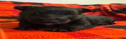 Scottish Terrier dogs for sale: Stunning Pedigree Scottish Terrier Puppies  - Advert 4