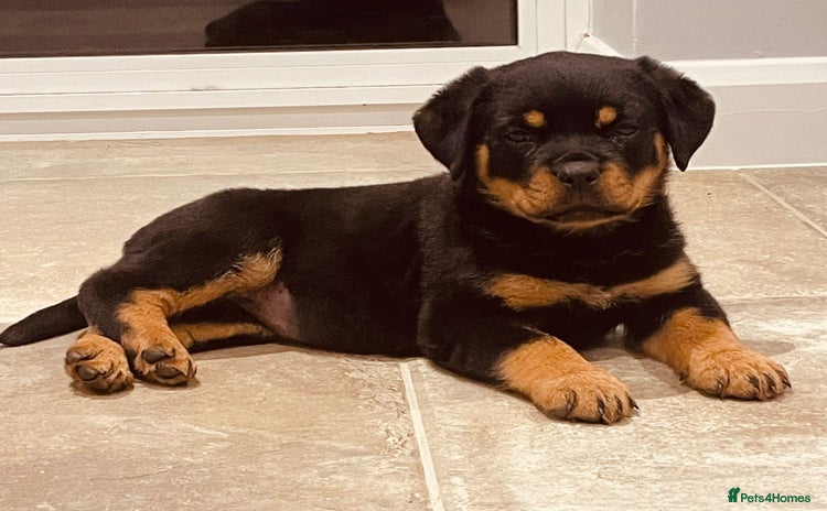 Rottweiler dogs - Advert 11