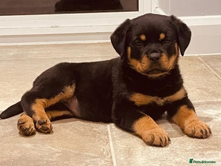 Rottweiler dogs KC Registered Rottweiler puppies - Advert 17