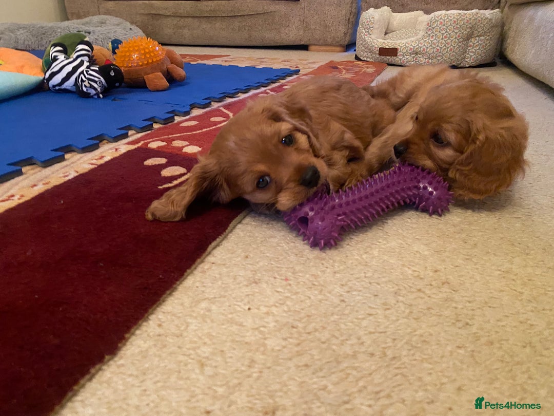 Cavapoo dogs for sale: Beautiful Cavapoo Puppies  - Image 18