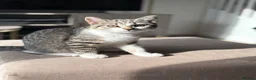 Mixed Breed cats for sale: Stunning Male BSH Cross Kitten - Advert 9