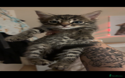 Bengal cats for sale: Half breed Bengal kittens for sale🐆 - Image 10