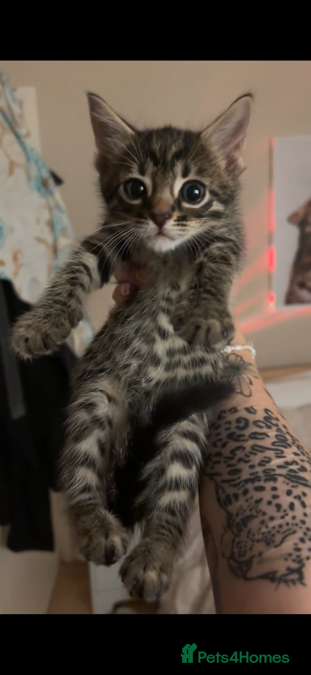 Bengal cats for sale: Half breed Bengal kittens for sale🐆 - Image 10