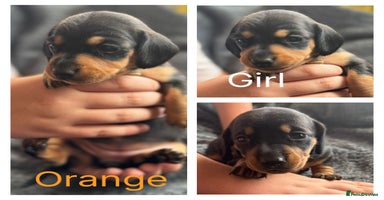 Dachshund dogs - Advert 10