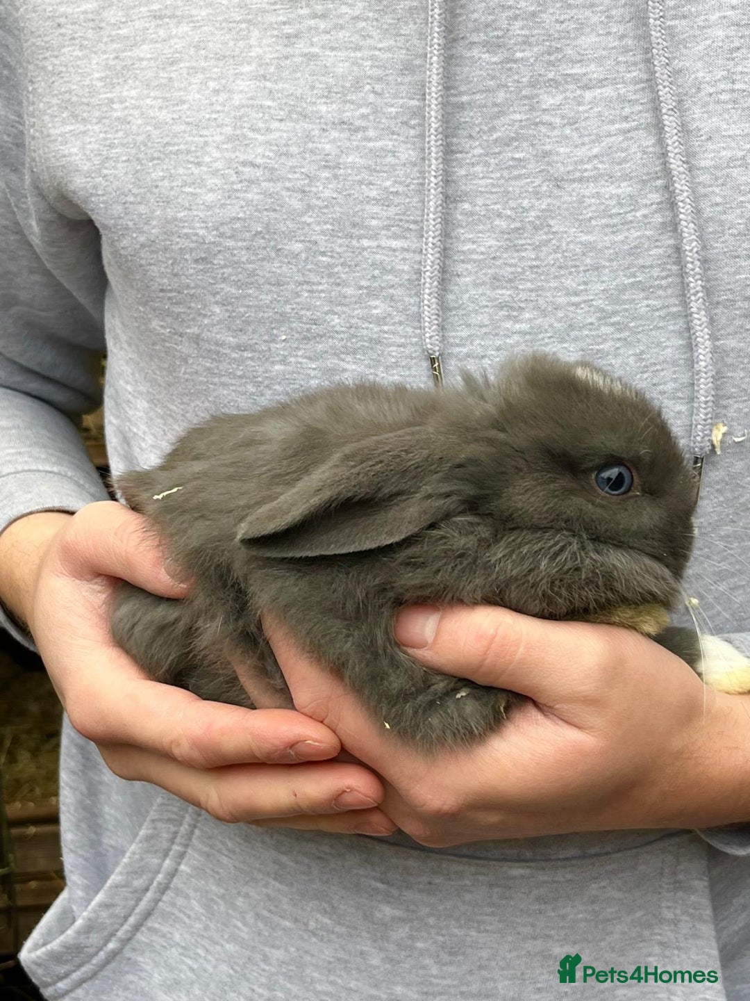 Mini Lop rabbits for sale: Mini lop baby rabbits for sale. - Advert 4