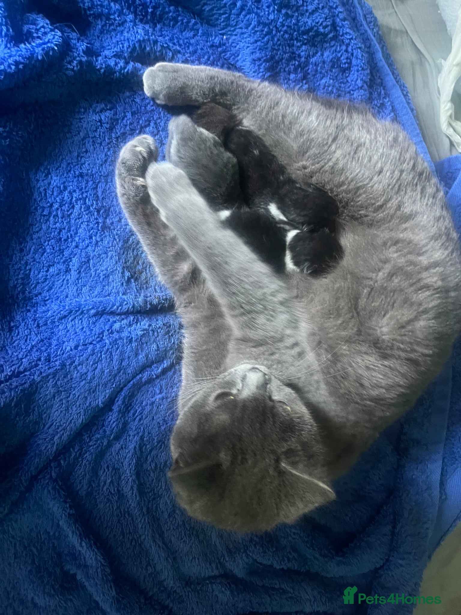British Shorthair cats for sale: Black and white British shorthairs - Advert 6