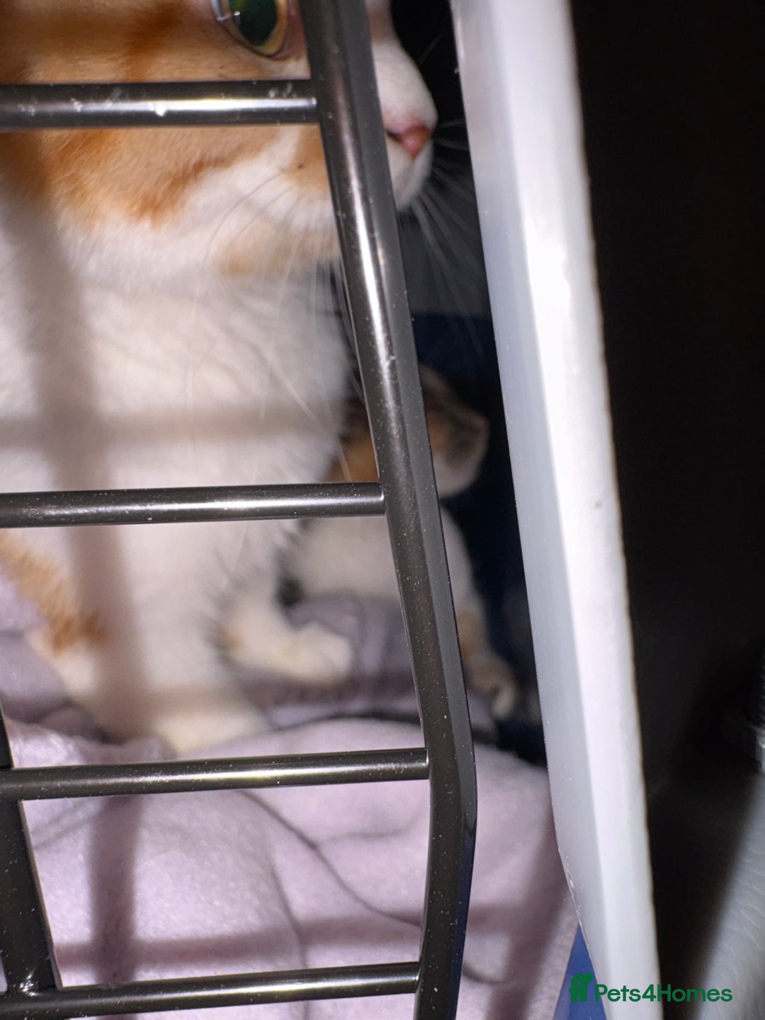 Mixed Breed cats for sale: To cats ginger male and tabby female  - Advert 2