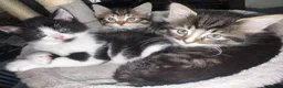Mixed Breed cats for sale: Kittens available 2 males 2 females - Advert 2