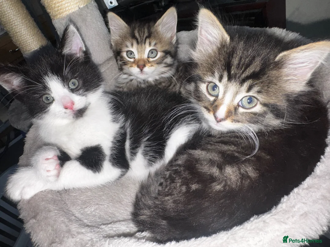 Mixed Breed cats for sale: Kittens available 2 males 2 females - Advert 2