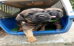 Border Terrier dogs for sale: Outstanding Litter of Border Terriers - Image 5