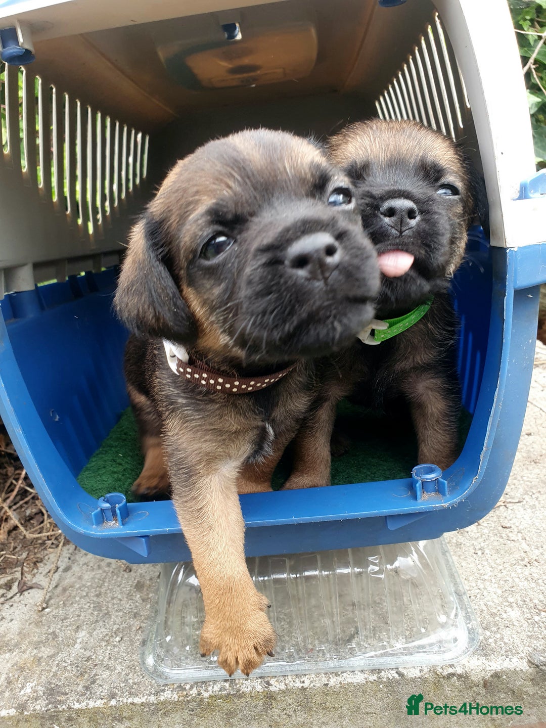 Border Terrier dogs for sale: Outstanding Litter of Border Terriers - Image 5
