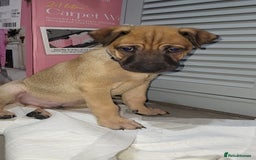 Mixed Breed dogs for sale: Belgian Malinois X Shar-pei puppies  - Advert 26