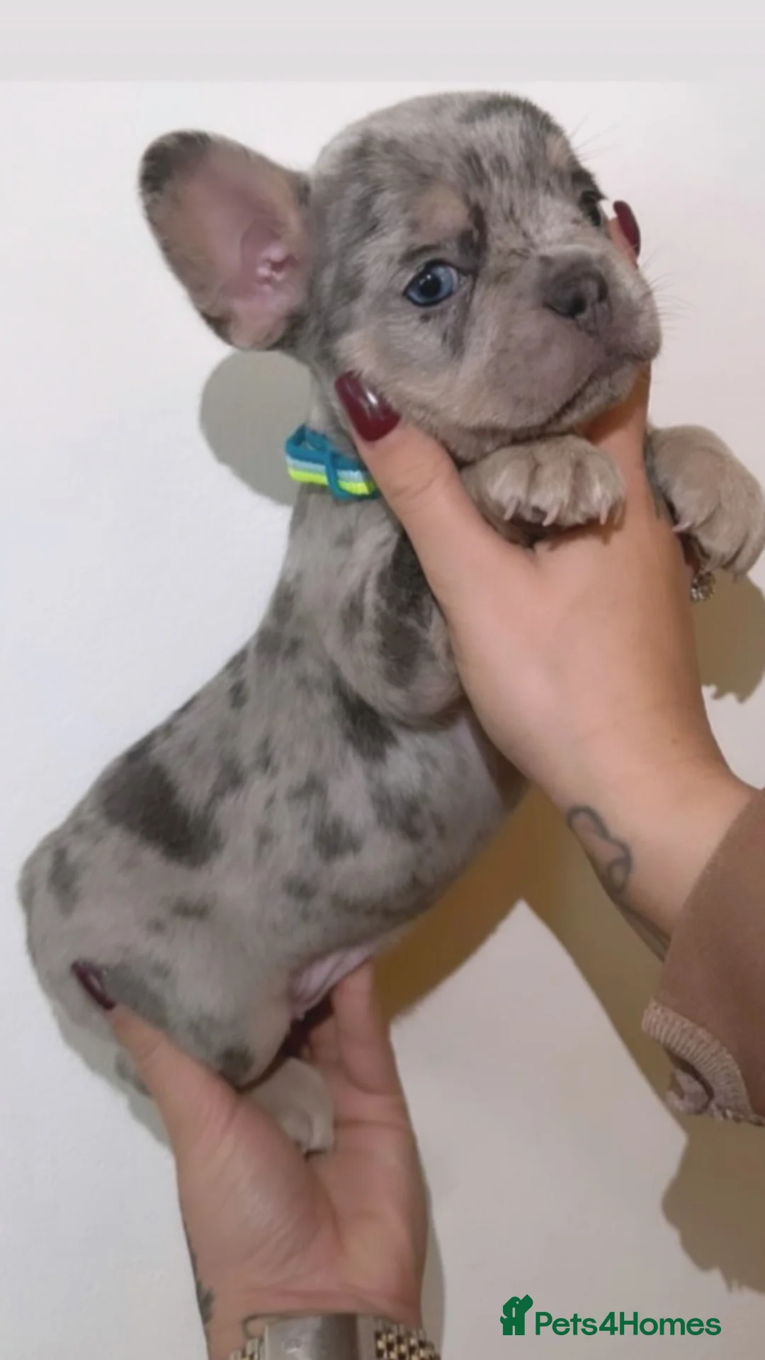 French Bulldog dogs for sale: Beautiful French Bulldog Puppies Available  - Advert 8