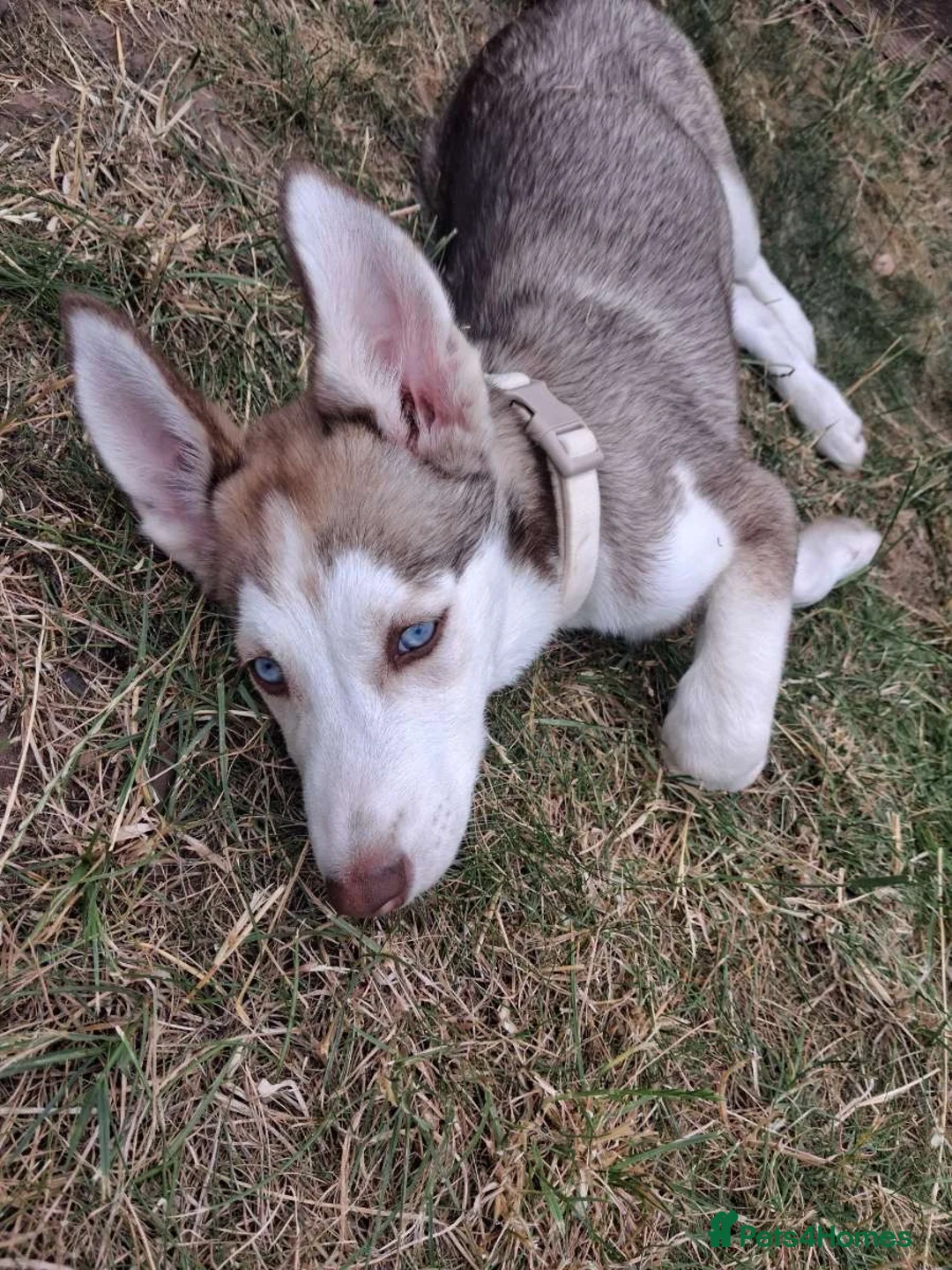 Siberian Husky dogs for sale: 14 week old husky puppy in Warwick - Advert 2