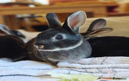 Rex rabbits for sale: Mini Rex Buck - Image 14