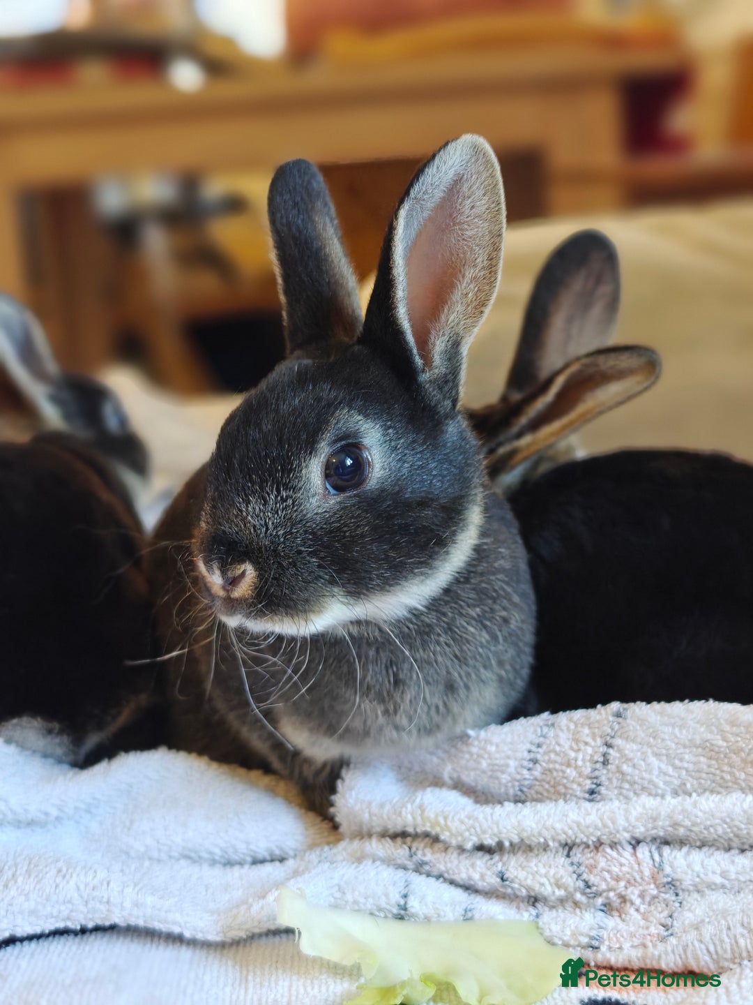 Rex rabbits for sale: Mini Rex Buck - Image 14