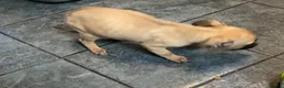 Mixed Breed dogs for sale: Cane corso mix breed - Advert 5