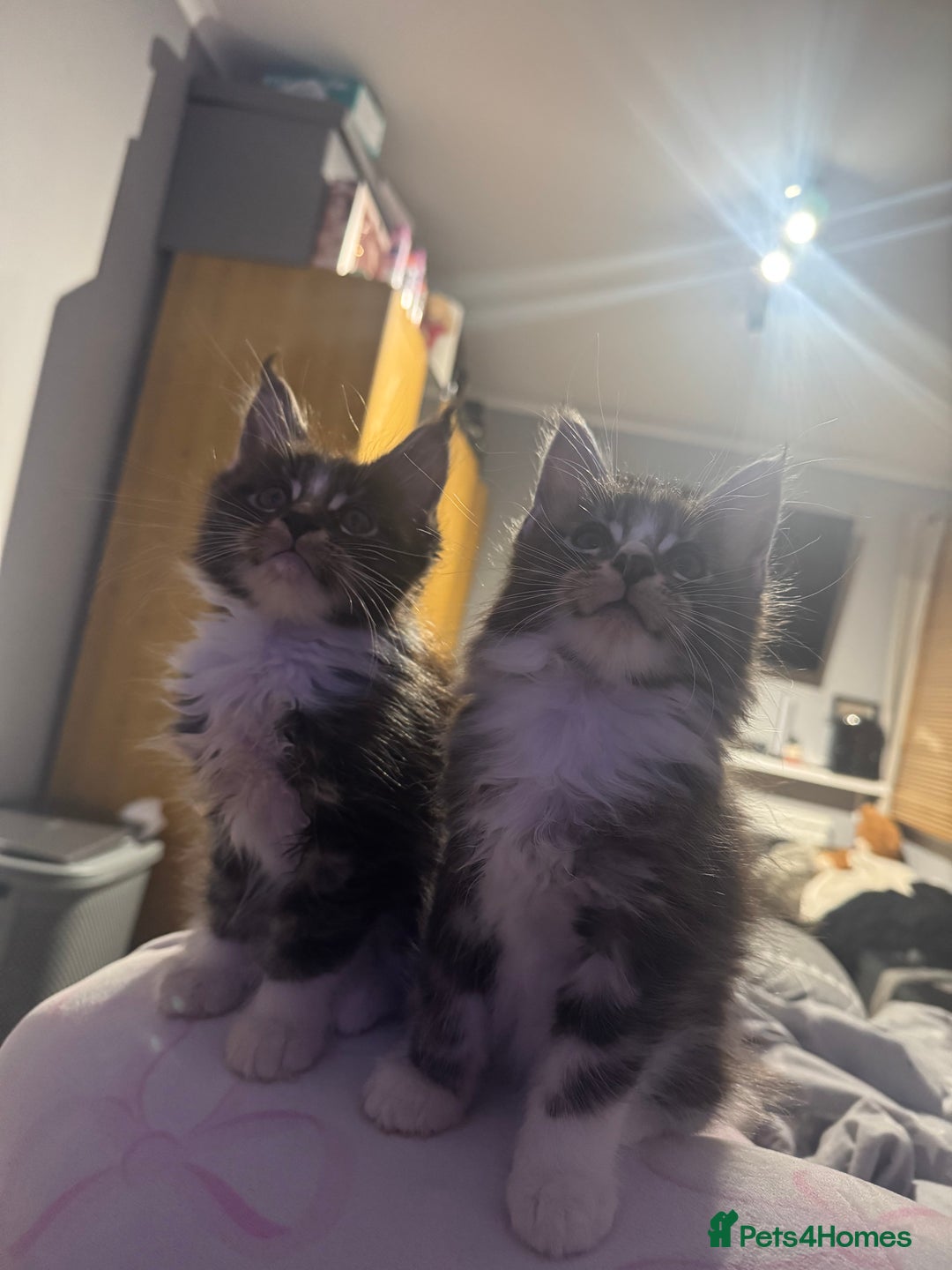 Maine Coon cats for sale: Full Maine Coon for sale - Advert 2