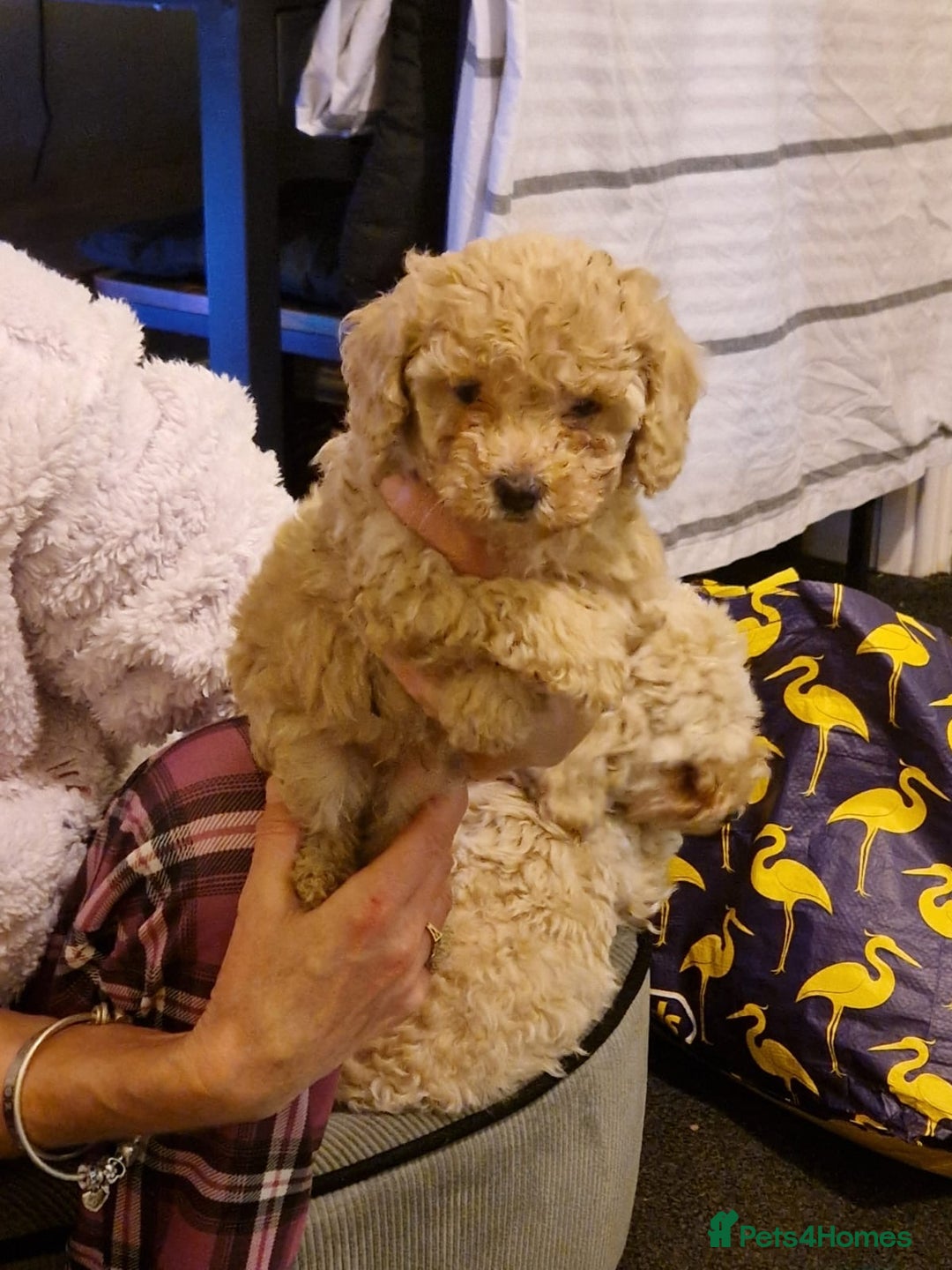 Cavapoo dogs for sale: Kavapoo - Advert 10