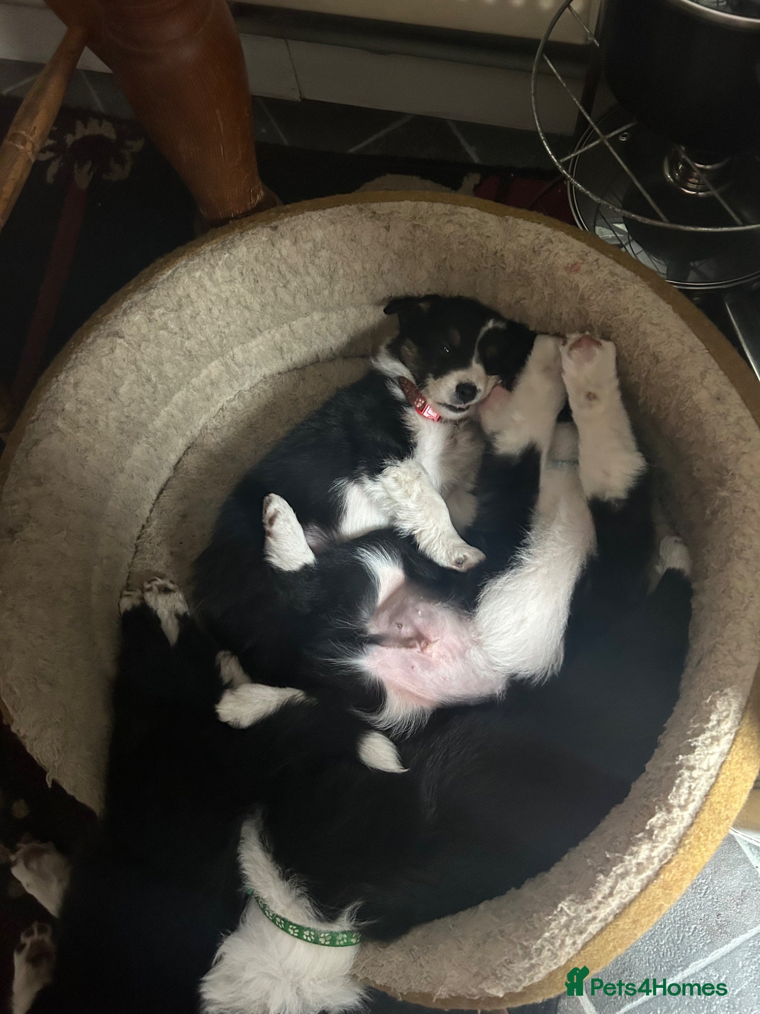 Border Collie dogs 6 beautiful collie pups. - Advert 15