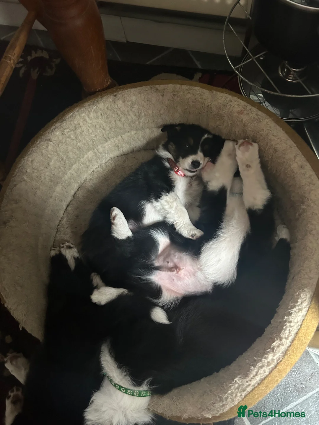 Border Collie dogs for sale: 6 beautiful collie pups. - Advert 1