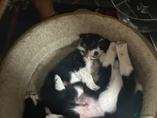 Border Collie dogs 6 beautiful collie pups. - Advert 15