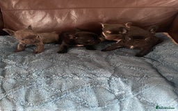 French Bulldog dogs for sale: French Bulldog puppies. 3 x boys 1 x girl - Image 10