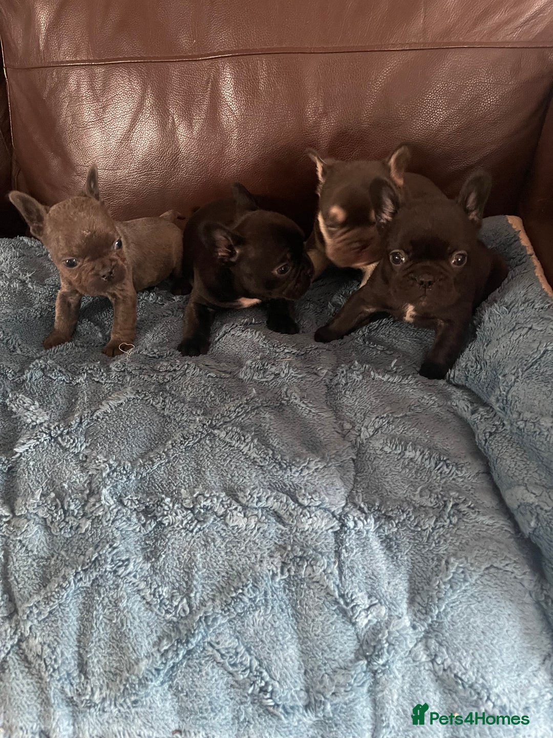 French Bulldog dogs for sale: French Bulldog puppies. 3 x boys 1 x girl - Image 10