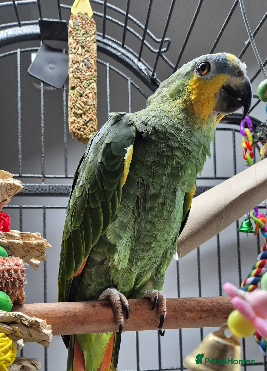 Parrots birds for sale: 8 month old Orange-winged Amazon  in Swansea - Advert 1