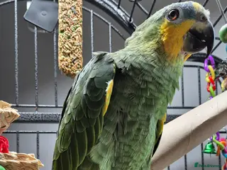 Parrots birds 8 month old Orange-winged Amazon - Advert 11