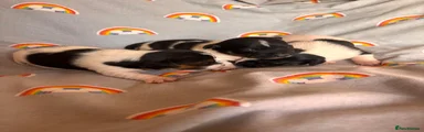 Jack Russell 4