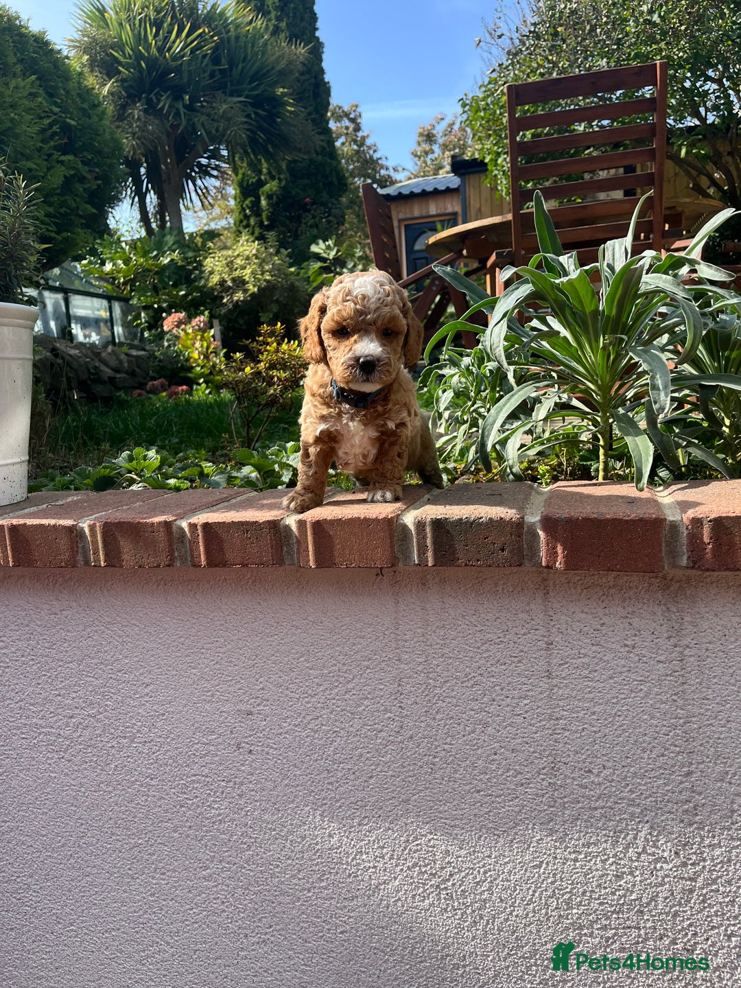 Cockapoo dogs for sale: F1B Miniature cockapoo puppies🌟DNA health checked - Image 14