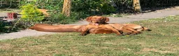 Hungarian Vizsla dogs for stud: Hungarian Vizsla for stud! in Llantwit Major - Advert 25