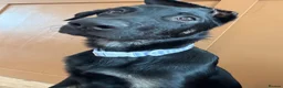 German Shepherd dogs for sale: GERMAN SHEPARD PUPPY MALE - Advert 2