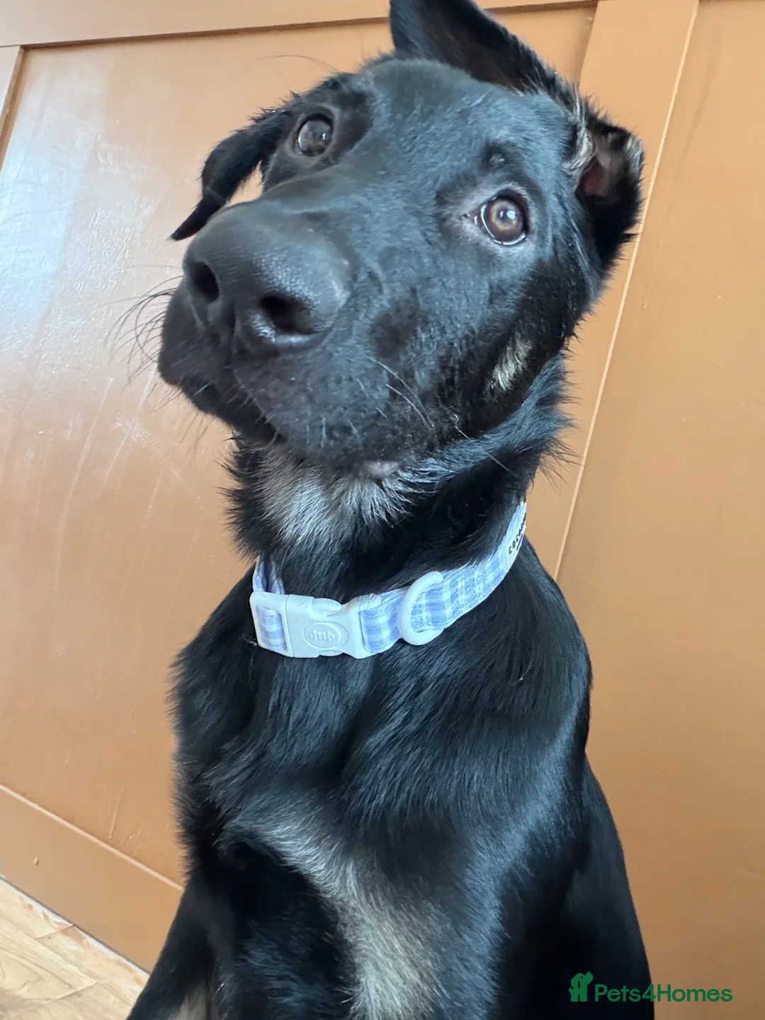 German Shepherd dogs for sale: GERMAN SHEPARD PUPPY MALE - Advert 2