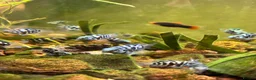 Cichlids fish for sale: DISCOUNT - POLAR BLUE CICHLIDS FRY - Advert 29