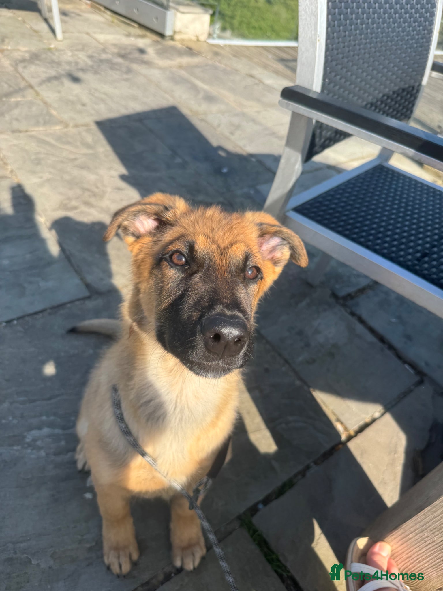 Mixed Breed dogs 5 month Belgium Mali x Rottweiler - Advert 21