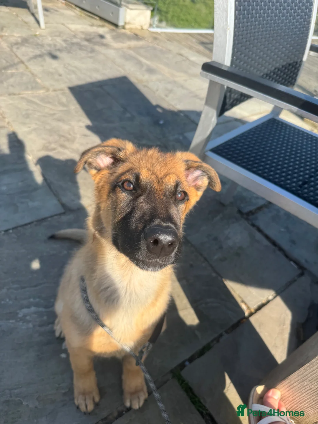 Mixed Breed dogs for sale: 6 month Belgium Mali x Rottweiler - Advert 1
