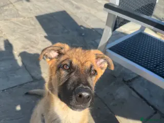 Mixed Breed dogs 5 month Belgium Mali x Rottweiler - Advert 21