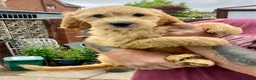 Goldendoodle dogs for sale: Goldendoodle pups Born 25 March 2026 - Advert 3