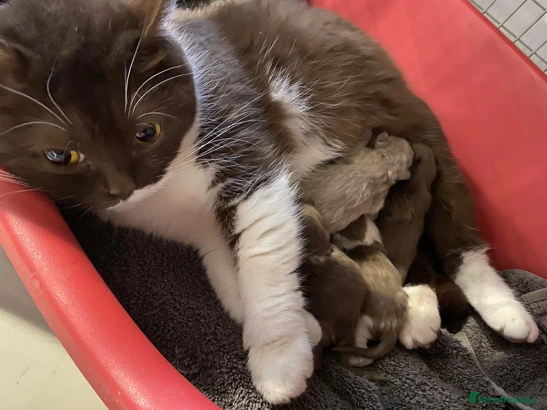 British Shorthair cats for stud: Cream of la crop! Blood group B. GCCF/TICA reg  - Advert 20