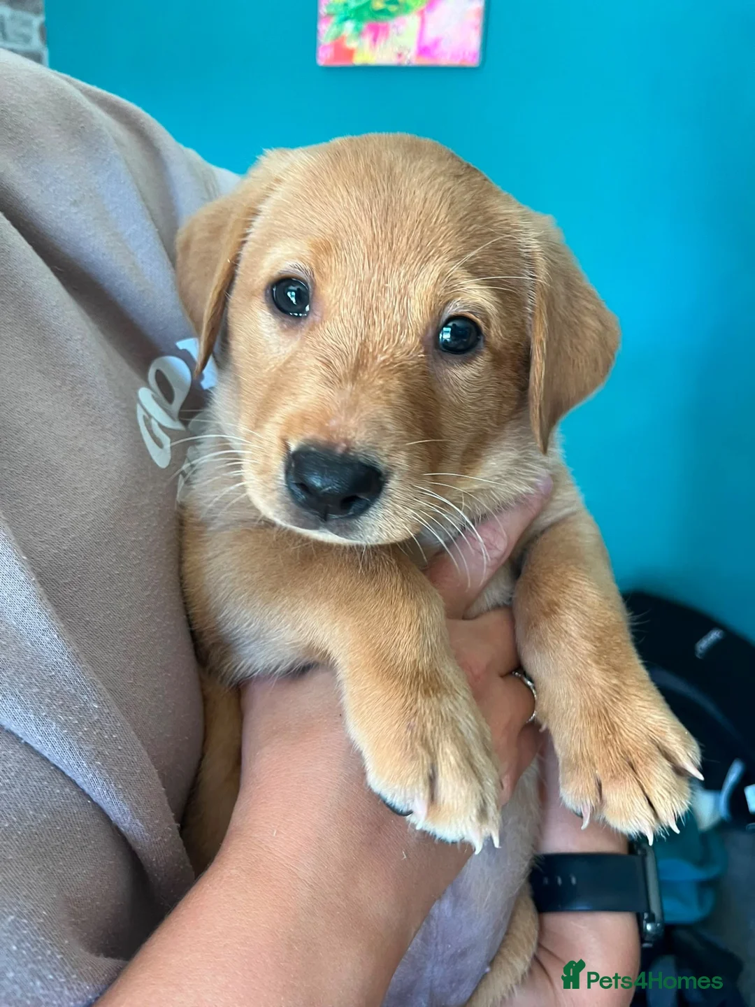 Labrador Retriever dogs for sale: Fox Red Puppies  - Advert 2