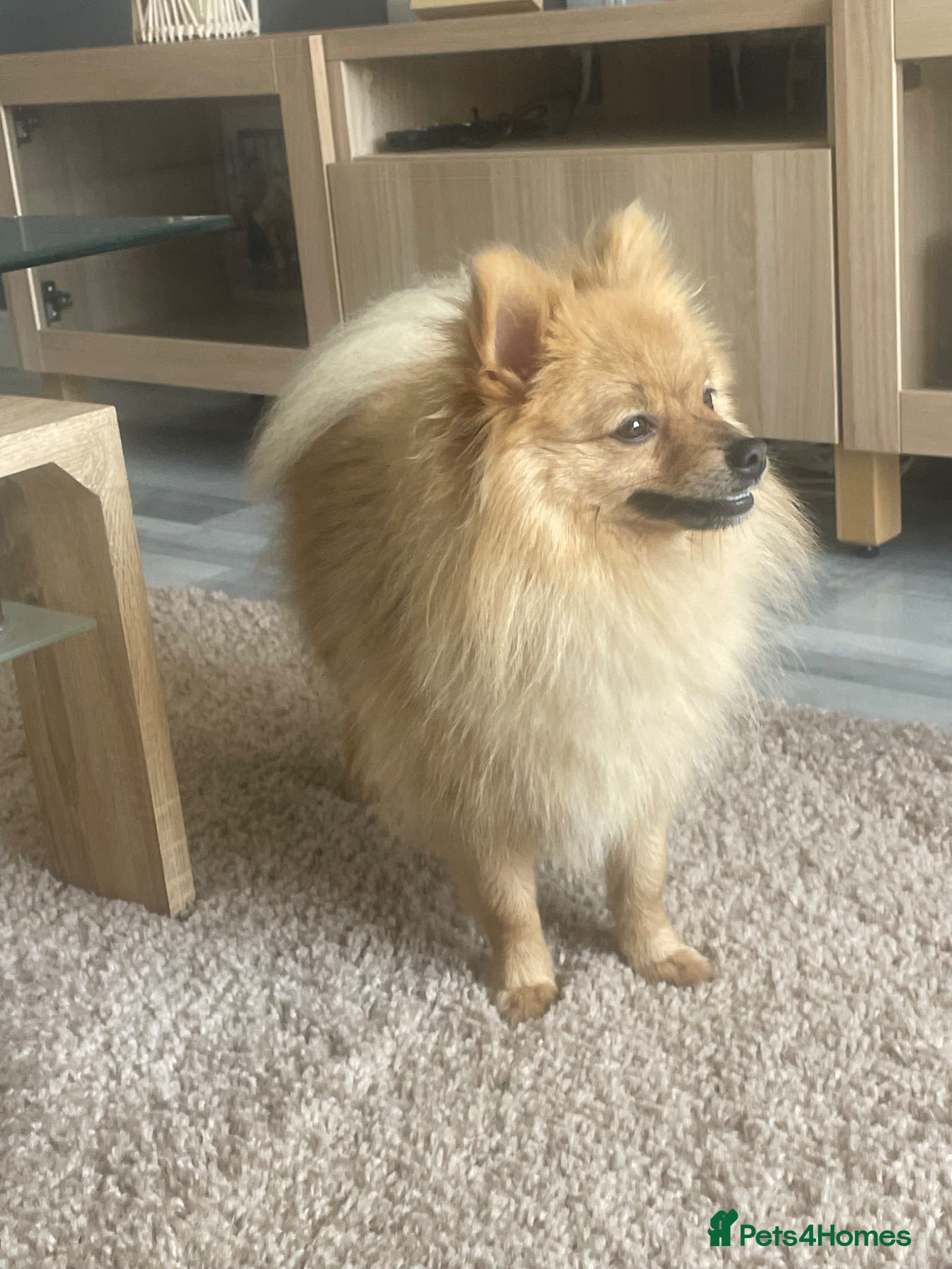 Pomeranian dogs Meet pumpkin ! - Advert 11