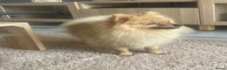 Pomeranian dogs for sale: Meet pumpkin ! - Advert 1