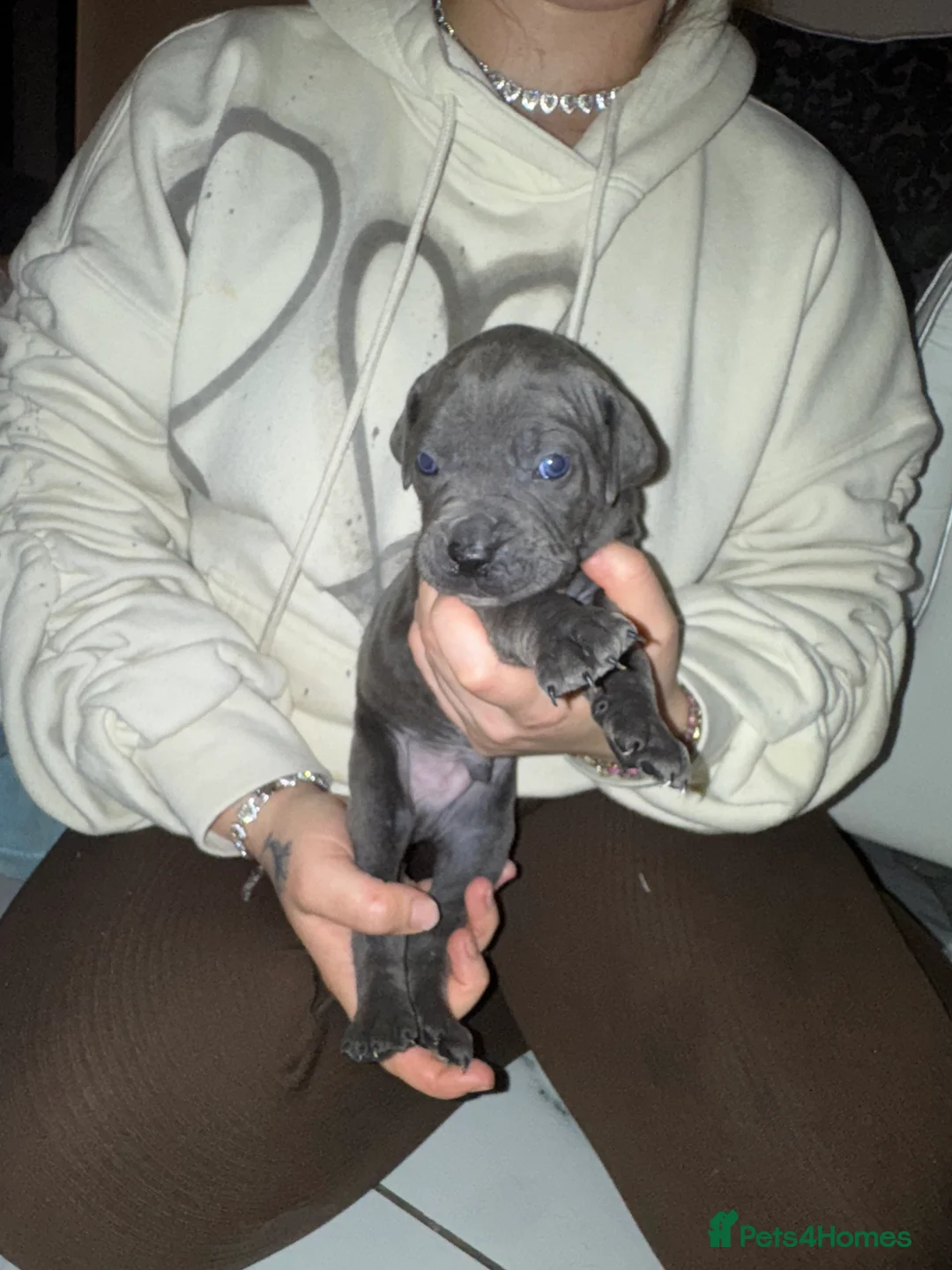 Cane Corso dogs for sale: Outstanding cane corso pups 🐶  - Advert 30