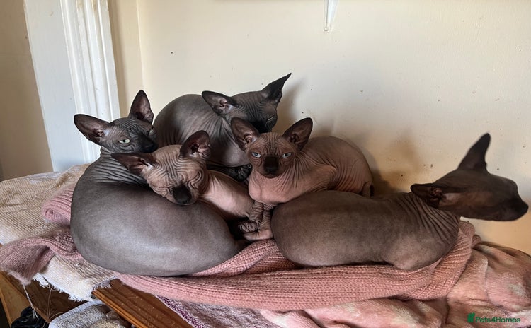 Sphynx cats Kittens - Advert 1