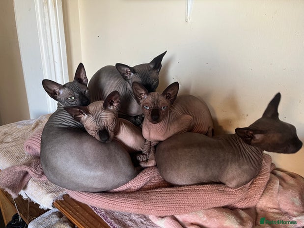 Sphynx cats Kittens - Advert 1