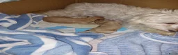 Maltipoo dogs for sale: 2 gorgeous maltipoo boys - Advert 10